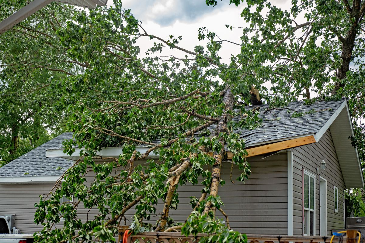 A large tree with green leaves fallen on a residential rooftop during a summer storm in Lakeville